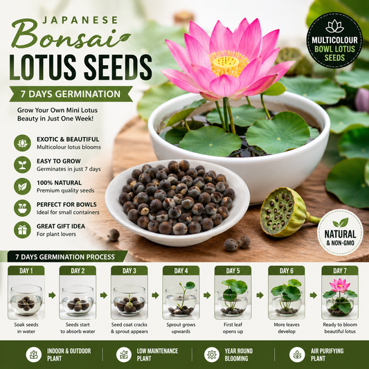Japanese Bonsai Multicolour Bowl Lotus Seeds (7 Days Germination )